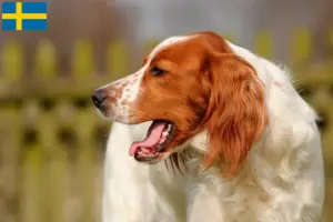 Read more about the article Criadores e cachorros de Setter irlandês vermelho e branco na Suécia