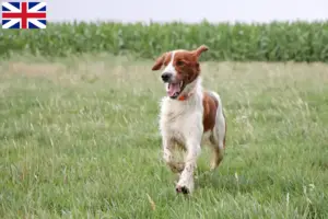 Read more about the article Criadores e cachorros de Setter Vermelho e Branco Irlandês na Grã-Bretanha