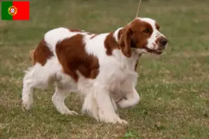 Read more about the article Setter vermelho e branco irlandês criadores e cachorros em Portugal