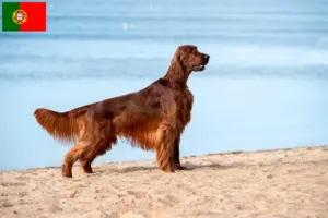 Read more about the article Criadores e cachorros de Setter Vermelho Irlandês em Portugal