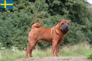 Read more about the article Criadores de Shar-Pei e cachorros na Suécia