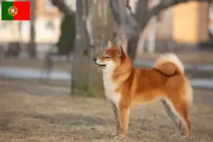 Read more about the article Criadores de Shiba e cachorros em Portugal