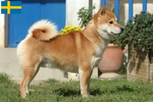 Read more about the article Criadores de Shiba e cachorros na Suécia