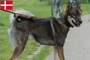Read more about the article Criadores de Shikoku e cachorros na Dinamarca