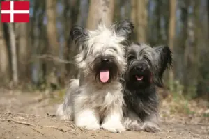 Read more about the article Criadores de Skye Terrier e cachorros na Dinamarca