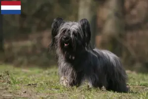 Read more about the article Criadores de Skye Terrier e cachorros nos Países Baixos