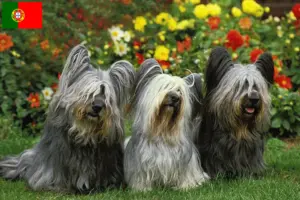 Read more about the article Skye Terrier criadores e cachorros em Portugal