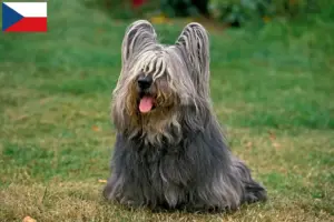 Read more about the article Criadores de Skye Terrier e cachorros na República Checa