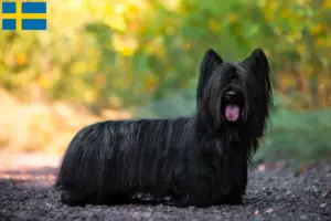 Read more about the article Criadores de Skye Terrier e cachorros na Suécia