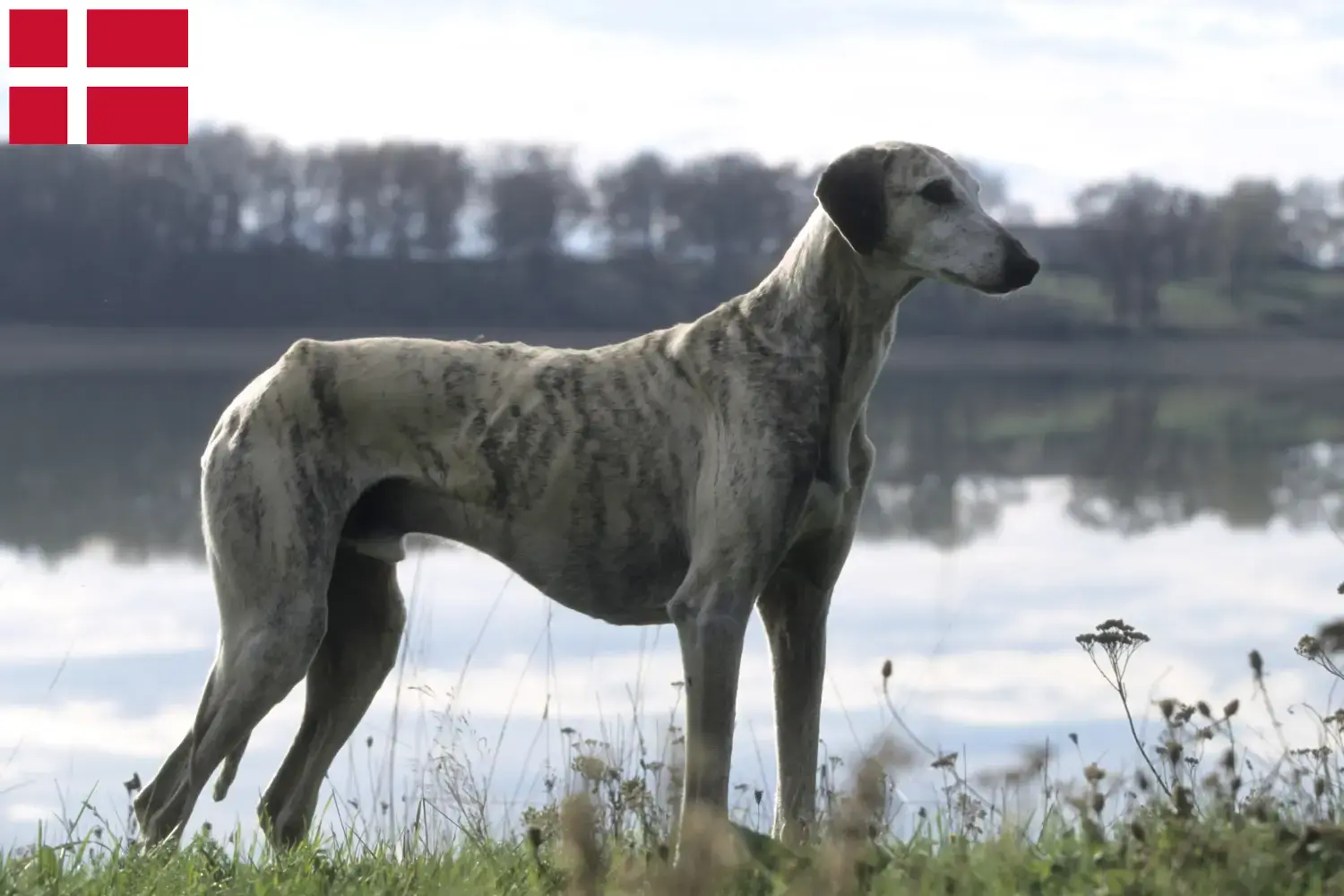 Sloughi cachorros e criadores Dinamarca Aqui pode encontrar criadores de Sloughis na Dinamarca.