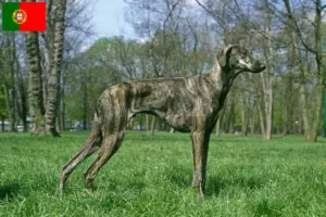 Read more about the article Criadores de Sloughi e cachorros em Portugal