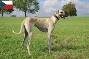 Read more about the article Criadores de Sloughi e cachorros na República Checa