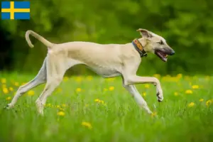 Read more about the article Criadores de Sloughi e cachorros na Suécia
