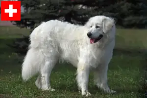 Read more about the article Slovensky Cuvac criadores e cachorros na Suíça
