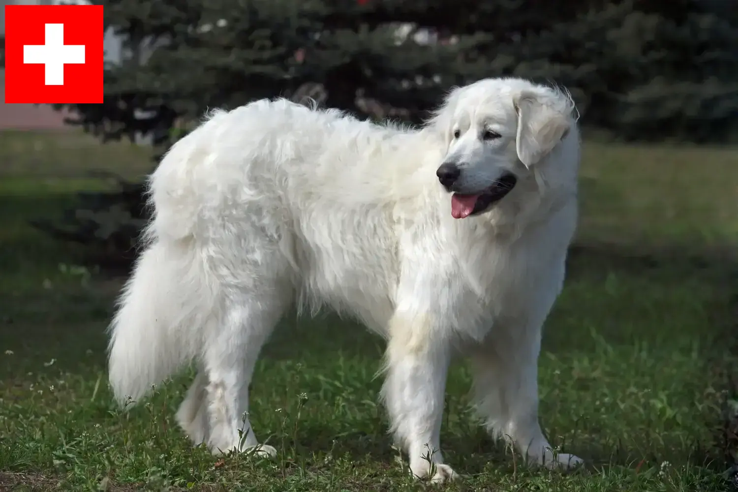 Read more about the article Slovensky Cuvac criadores e cachorros na Suíça