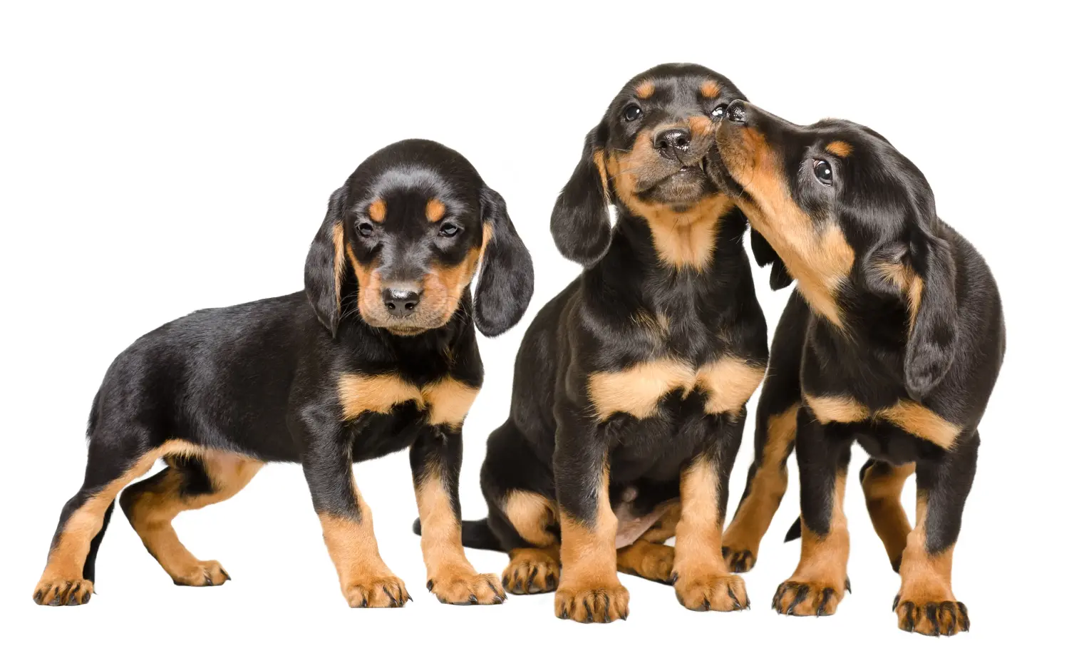 Comprar um cachorro Slovenský kopov significa assumir a responsabilidade! Comprar cachorros Slovenský kopov.