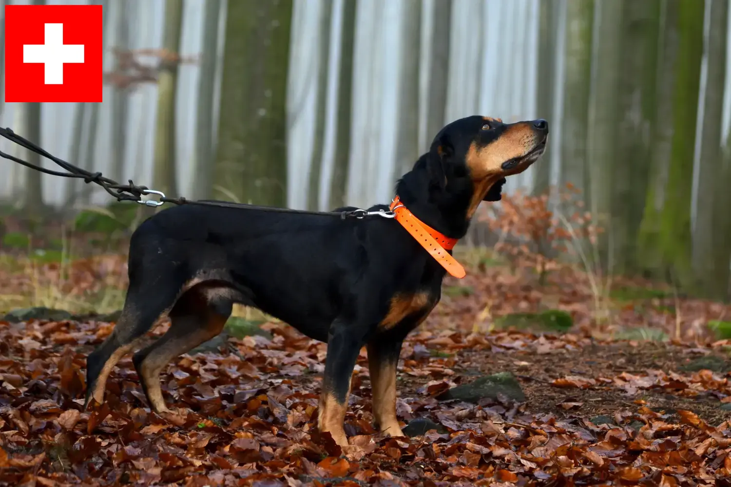 Slovenský kopov cachorros e criadores Suíça Aqui pode encontrar criadores de Slovenský kopovs na Suíça.
