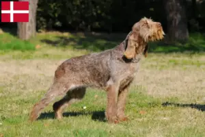 Read more about the article Spinone Italiano criadores e cachorros na Dinamarca