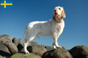 Read more about the article Spinone Italiano criadores e cachorros na Suécia