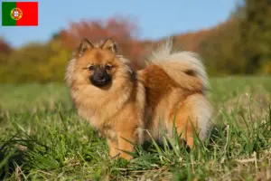 Read more about the article Criadores de Spitz e cachorros em Portugal