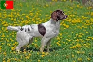 Read more about the article Criadores de Springer Spaniel Inglês e cachorros em Portugal