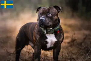Read more about the article Criadores de Staffordshire Bull Terrier e cachorros na Suécia