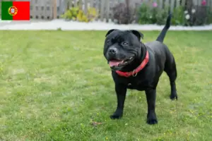 Read more about the article Criadores e cachorros de Staffordshire Bull Terrier em Portugal