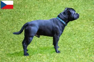Read more about the article Criadores e cachorros de Staffordshire Bull Terrier na República Checa