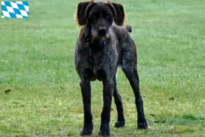 Read more about the article Criadores de Stichelhaar alemão e cachorros na Baviera