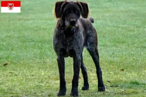 Read more about the article Criadores de Stichelhaar alemão e cachorros em Brandenburg