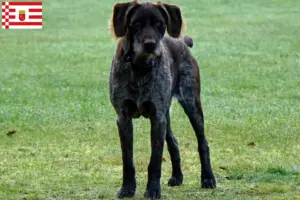 Read more about the article Criadores de Stichelhaar alemão e cachorros em Bremen