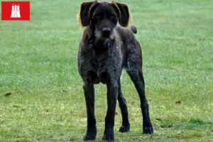 Read more about the article Criadores de Stichelhaar alemão e cachorros em Hamburgo