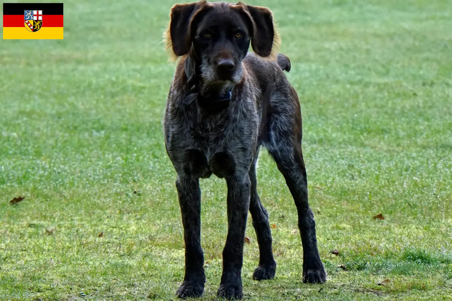 Read more about the article Criadores de Stichelhaar alemão e cachorros em Saarland