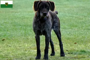 Read more about the article Criadores de Stichelhaar alemão e cachorros na Saxónia