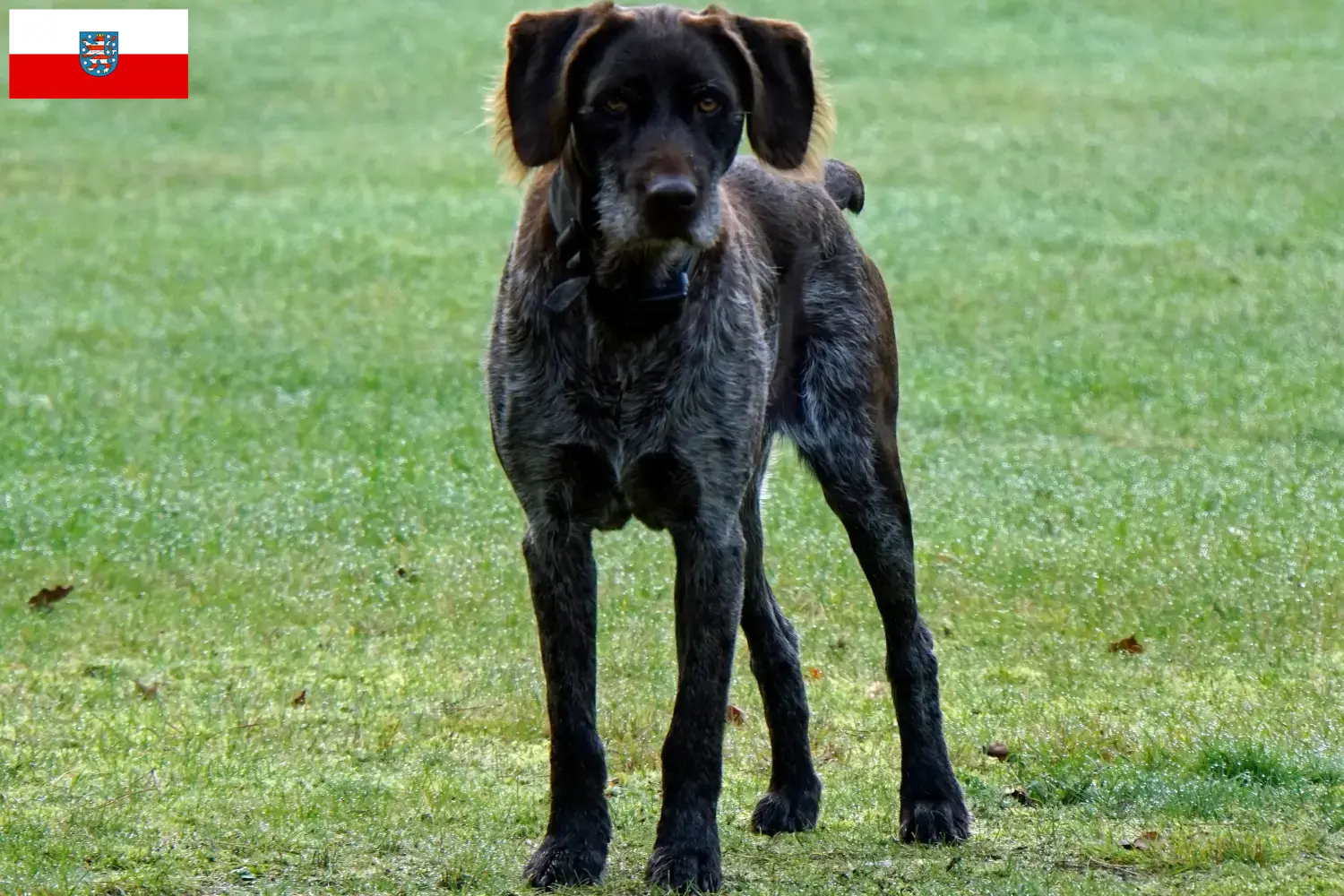 Read more about the article Criadores de Stichelhaar alemão e cachorros na Turíngia