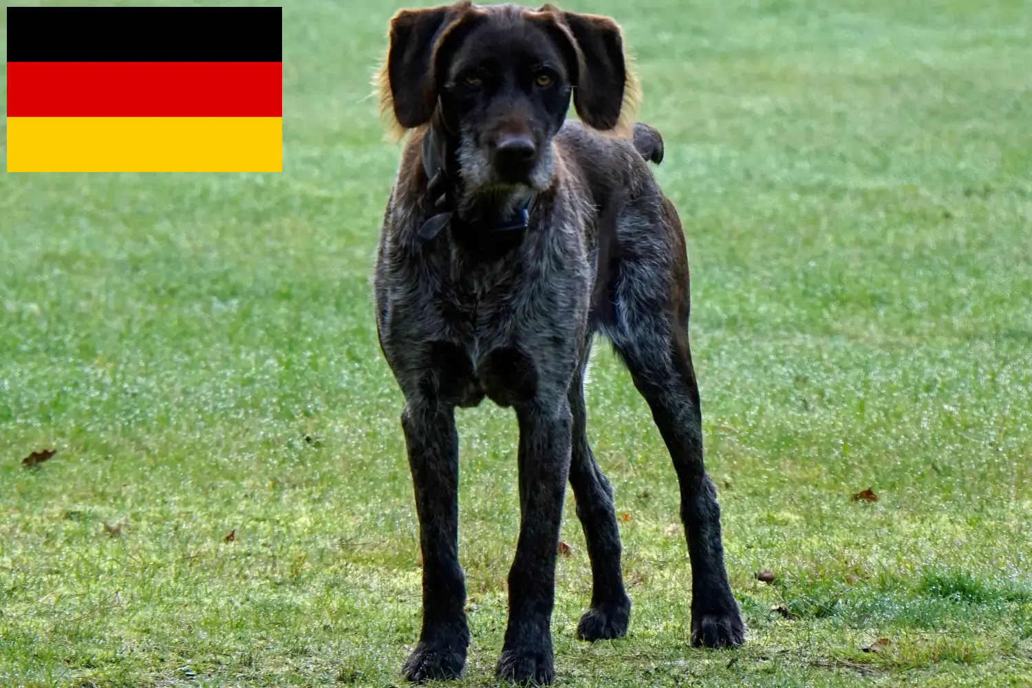 Read more about the article Criadores de Stichelhaar alemão e cachorros na Alemanha