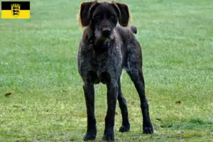 Read more about the article Criadores de Stichelhaar alemão e cachorros em Baden-Württemberg