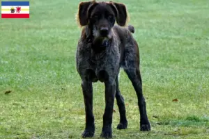 Read more about the article Criadores de Stichelhaar alemão e cachorros em Mecklenburg-Vorpommern