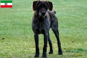 Read more about the article Criadores de Stichelhaar alemão e cachorros na Renânia do Norte-Vestefália