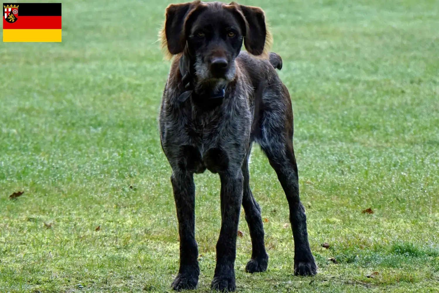 Read more about the article Criadores de Stichelhaar alemão e cachorros na Renânia-Palatinado