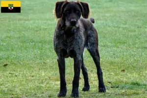 Read more about the article Criadores de Stichelhaar alemão e cachorros em Saxónia-Anhalt