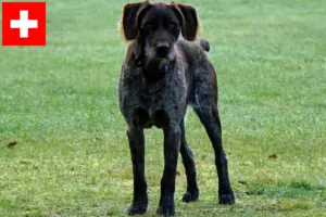 Read more about the article Criadores de Stichelhaar alemão e cachorros na Suíça