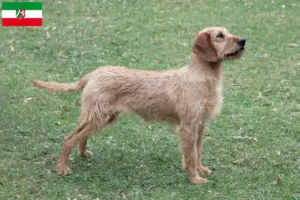 Read more about the article Criadores de Steirische Rauhhaarbracke e cachorros na Renânia do Norte-Vestefália