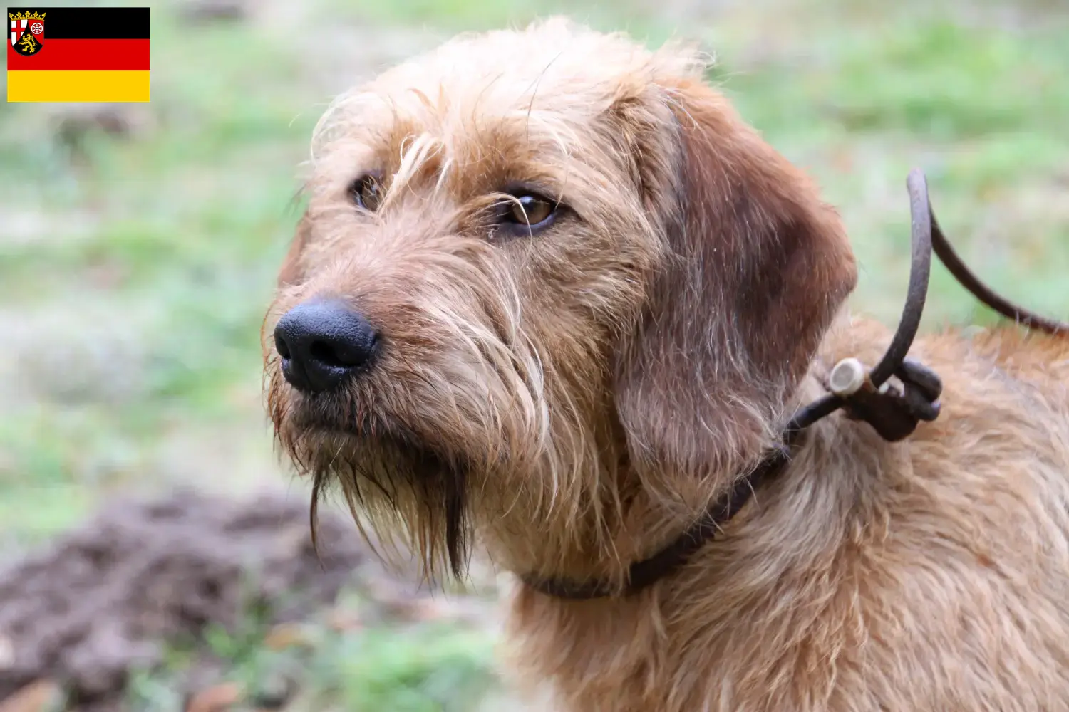 Cachorros e criadores de Styrian Wirehaired Hound Renânia-Palatinado Aqui pode encontrar criadores de Styrian Wirehaired Hound em Rhineland-Palatinate.