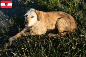Read more about the article Criador de Styrian Roughcoat e cachorros na Áustria