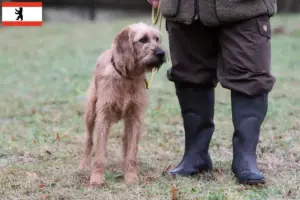 Read more about the article Criadores de Rauhhaarbracke da Estíria e cachorros em Berlim