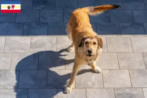 Read more about the article Criadores de Rauhhaarbracke da Estíria e cachorros em Mecklenburg-Vorpommern