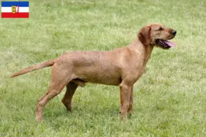 Read more about the article Criadores de Rauhhaarbracke da Estíria e cachorros em Schleswig-Holstein