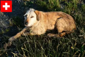 Read more about the article Criador de Styrian Roughhaired e cachorros na Suíça