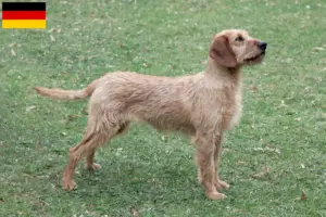Read more about the article Criadores de Rauhhaarbracke da Estíria e cachorros na Alemanha